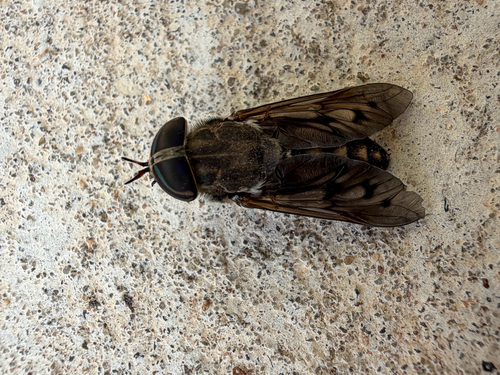 Furrowed Horse Fly