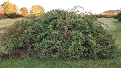 multiflora rose