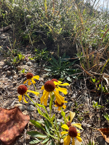 Helenium flexuosum, photograph 2