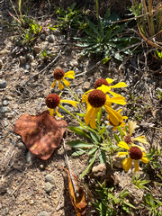 Helenium flexuosum