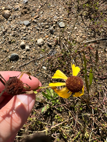 Helenium flexuosum, photograph 3