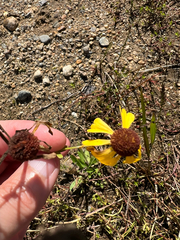 Helenium flexuosum, photograph (c) Deana Tempest Thomas, some rights reserved (CC BY)