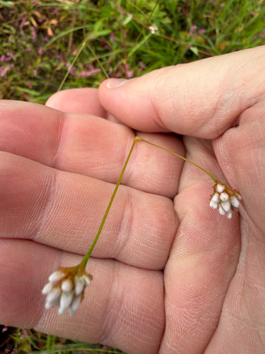 arrow-leaved tearthumb