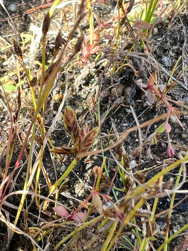 Cyperus bipartitus, photograph 2