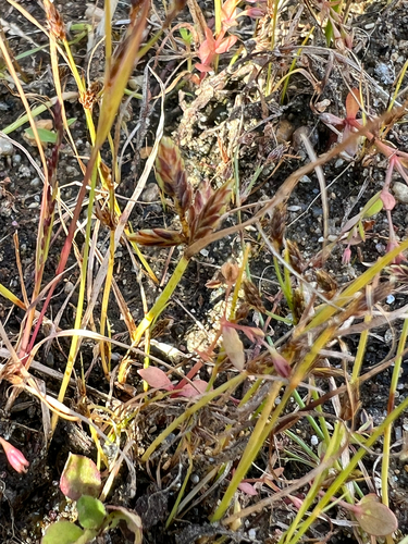 Cyperus bipartitus, photograph 3