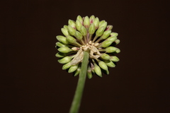 Allium