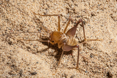 Rhaphidophoroidea