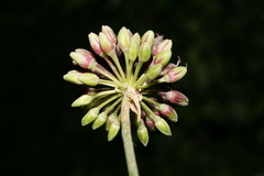 Allium