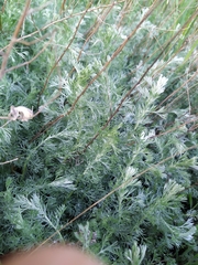 Artemisia austriaca