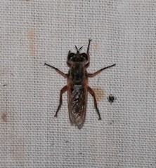 Laphystia