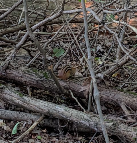 Eastern Chipmunk