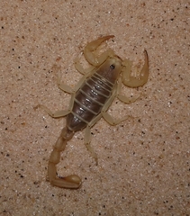 Paruroctonus utahensis