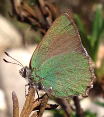 Callophrys dumetorum