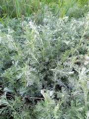 Artemisia austriaca