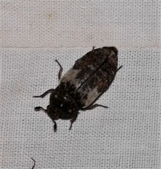 Dermestes marmoratus