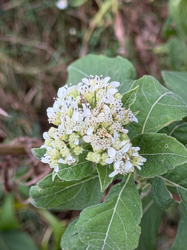 frostweed