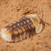 Troglobious Pill Woodlice - Photo (c) Eric C. Maxwell, some rights reserved (CC BY-NC), uploaded by Eric C. Maxwell