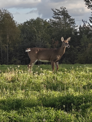 White-tailed Deer