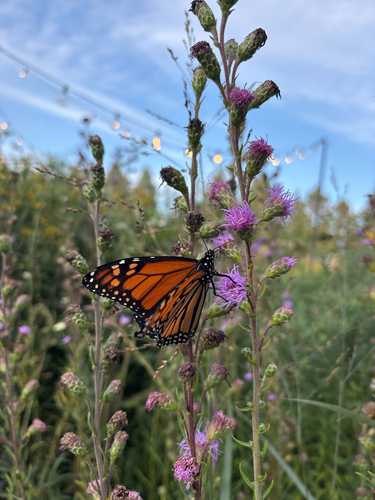 Monarch