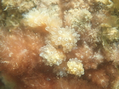 Aplidium turbinatum