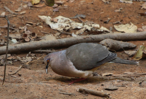 White-tipped Dove