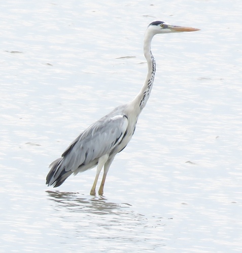 Grey Heron