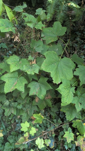 thimbleberry