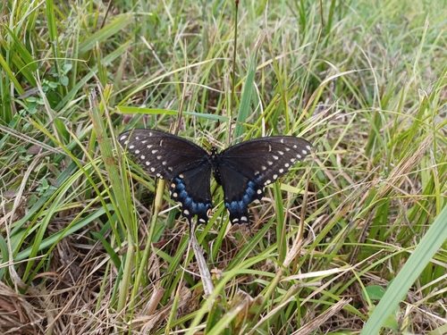 Eastern Black Swallowtail