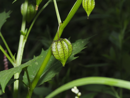 Physalis angulata, photograph 1