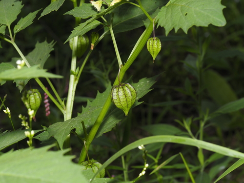 Physalis angulata