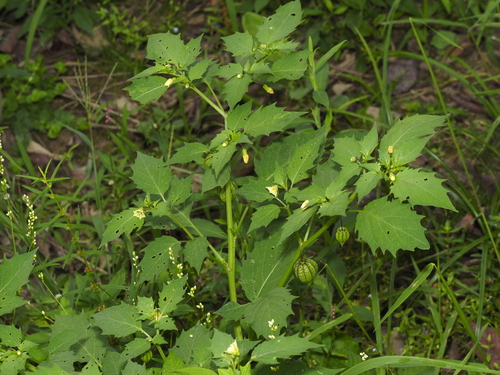 Physalis angulata, photograph 2