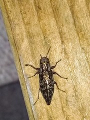 Spectralia gracilipes