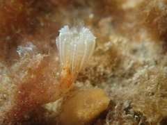 Aplidium turbinatum
