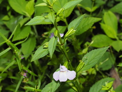 Mimulus alatus, photograph (c) Tanner Shepard, some rights reserved (CC BY)
