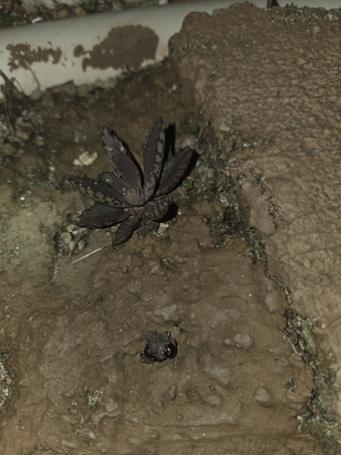 Alligator plant