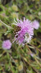 Monardella sheltonii