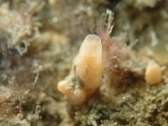 Amphilectus fucorum