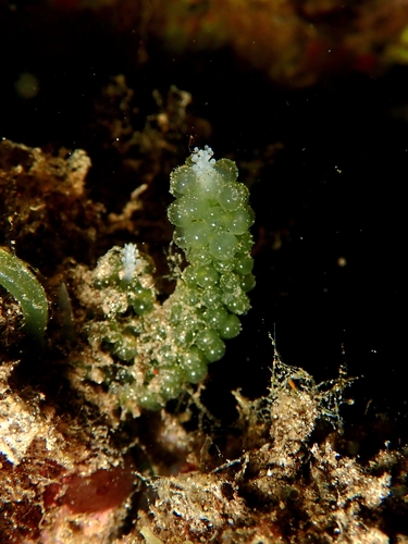 Caulerpa lentillifera observed 2026-09-23