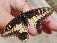 Papilio