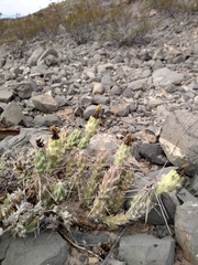 Grusonia aggeria
