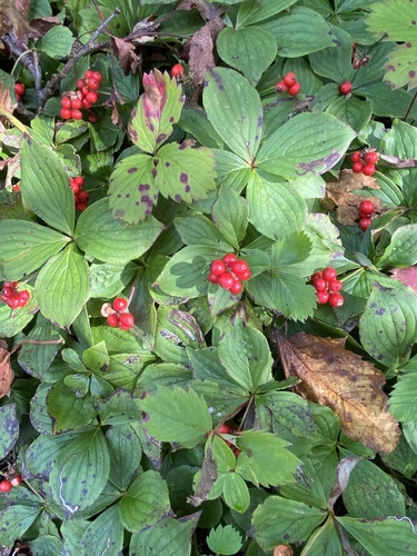 Canadian bunchberry