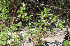 Acanthomintha ilicifolia