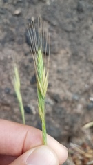 Brachypodium distachyon