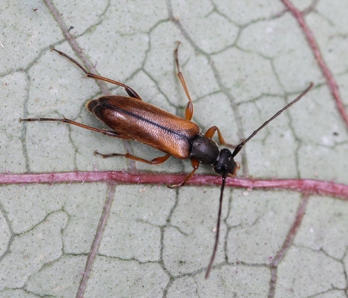 tobacco-coloured longhorn beetle, photo 3 of 7