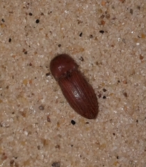 Agrypnus rectangularis
