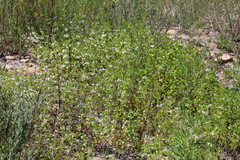 Acanthomintha ilicifolia