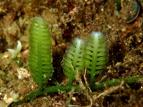 Caulerpa taxifolia observed 2026-09-23