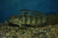Amblygobius sphynx