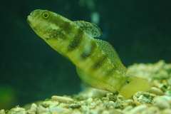 Amblygobius sphynx