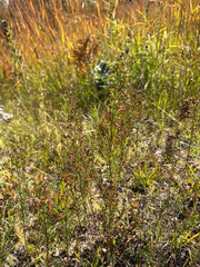 Lechea intermedia, photograph (c) Sammy Tangir, some rights reserved (CC BY)